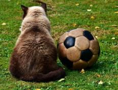 乐鱼-那不勒斯力克切尔西，迪马利亚惊艳世界